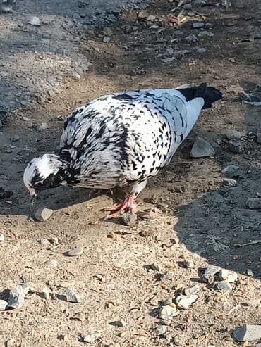 ineklerin satisi: Alman göyərçinləri satlır.Xahiş olnur cidi fikir olanlar yasın .Bir — 5