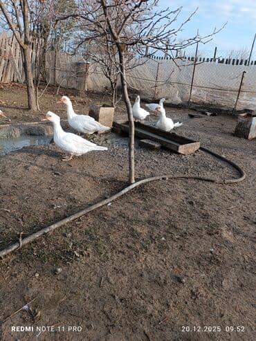 sabuncu toyuq bazari 2023: 10 dənə (6 dişi, 4 erkək) 7 aylig lal ördəklər Sağlamdırlar bağ — 6