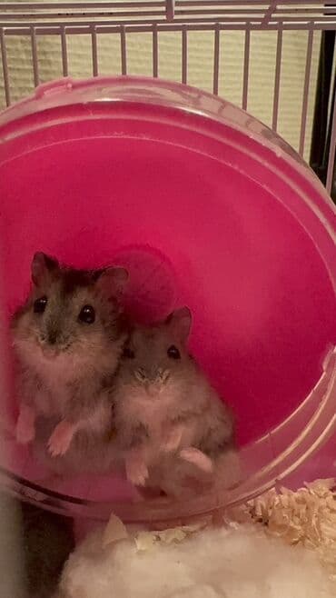 Boşqablar: Ev heyvanı: Cırtdan hamster (dwarf hamster) Təsvir: - Şirin, kiçik — 1