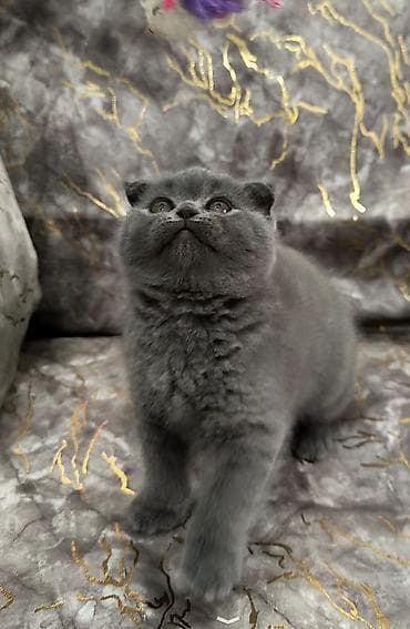 Şotland yastı qulaq, Dişi