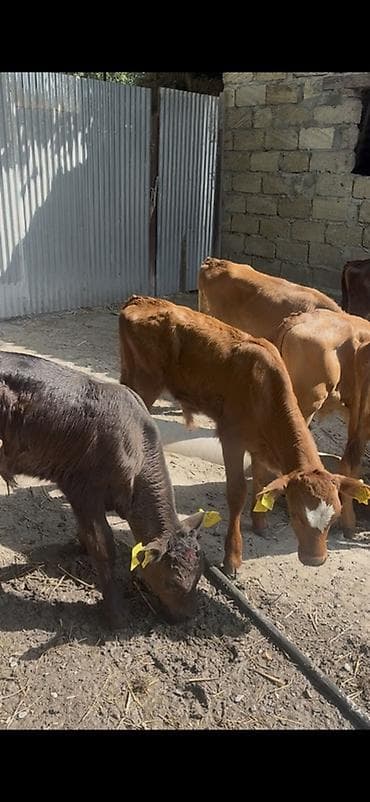 kiçik heyvanlar: Satlıq buzovlar. Qiymətlər 750 manatdan Başlayir Buzovlar Buzov — 9