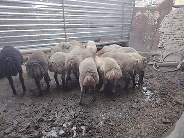 yem satisi: Salam təmiz Qurbanlıq 8 - 9 - aylıq ərkək quzulardır diri çəki satılır — 7