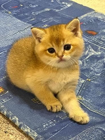 pisik balası: Britan — 3