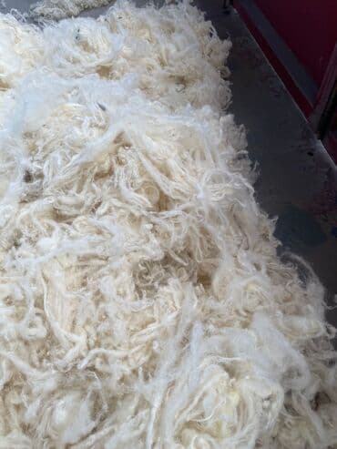 agdag astar qiymeti: QOYUN YUNU SATILIR Şamaxı yunu — 5