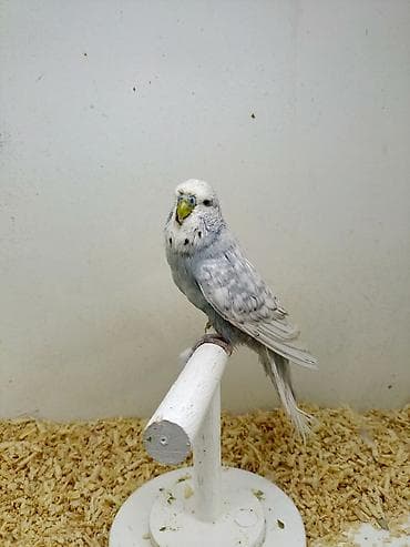 qumru quşu rusca: Vıstıvka erkek 1yaş 7 ay. qızğın toxumlu quşdu — 5