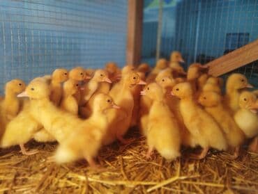 tısbağa balası: Ördək cücələri, Ətlik, Ünvandan götürmə, Ödənişli çatdırılma, Rayonlara çatdırılma — 1