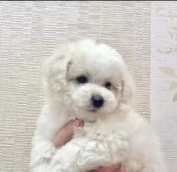 приучатель к туалету для собак: Пудель, 2 месяца, Самец, С прививками, Доставка в районы — 3