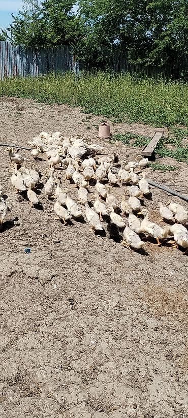 Salam 120 ədəd kuban Pekin ördeyi var 1 ayliq Catdirilma var hamsin