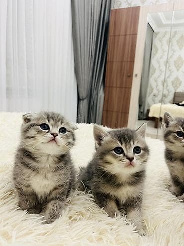 pisik satislari: Şotland, Erkək — 7