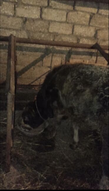 tap.az inekler: 5 ayliq danadi yemde yeyir 1500 m mayalanmanan olan danadi XAÇMAZ — 1