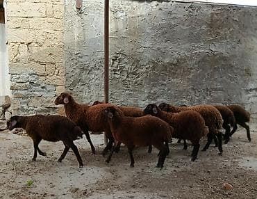 Quzu: Qala quzular satlı 5 Erkek 5 Dişi — 6