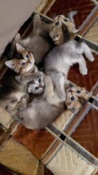 pişik cutləşdirmək: Şinşilla, Erkək, Dişi, Yaxşı əllərə, Pulsuz çatdırılma — 4