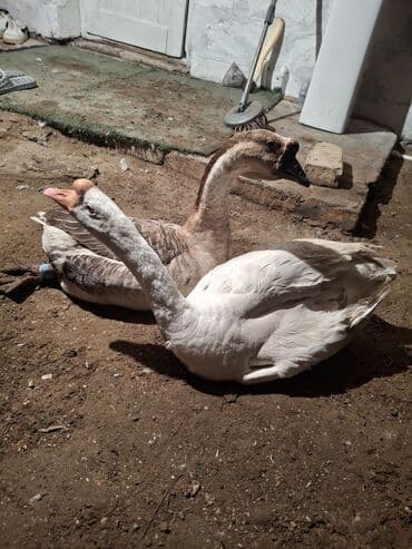 Erkək, Damazlıq, Ödənişli çatdırılma