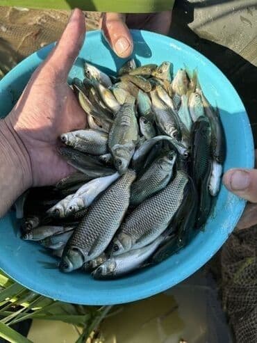 Sülhsevər, Ödənişli çatdırılma lalafo.az -da Sülhsevər, Ödənişli çatdırılma