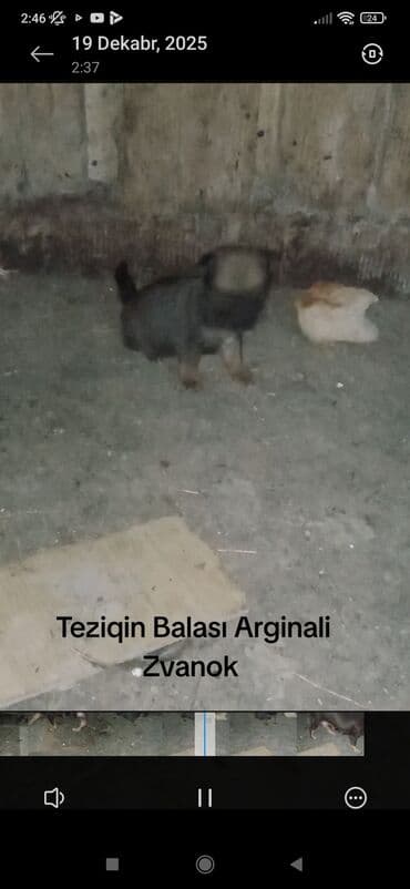 пекинес цена в баку: Звонок — 1