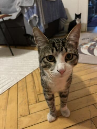 ağ pişiy: Tabbi, Yaxşı əllərə — 2