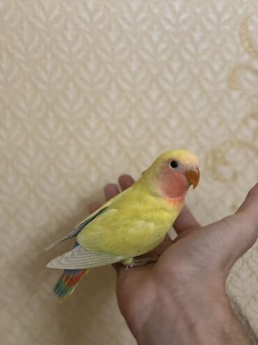 ZİL: Növbə: Sevgi quşu (lovebird), əl öyrəşmiş Xüsusiyyətlər: - Parlaq — 9