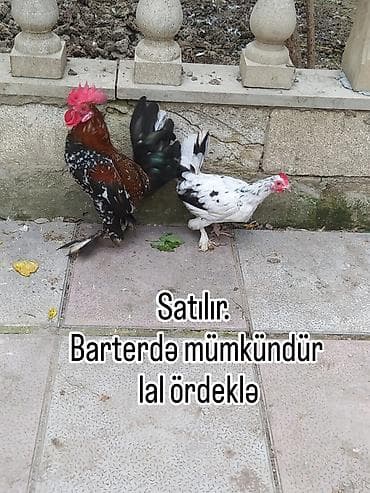 quş qaz: Cüt yaponka fərəsi yumurtayır. Fikri ciddi olan yazsin videosun atım — 1