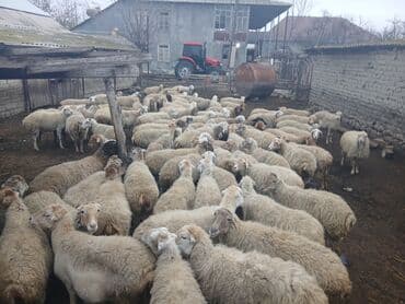 электрическая машинка для стрижки овец: Dişi, il: 5, 45 kq, Damazlıq, Südlük — 9