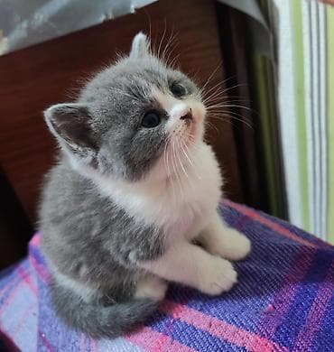 munchkin pişik: Britan — 3