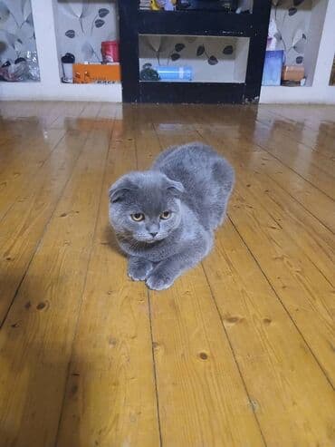 çöl pişiyi: Şotland, Erkək — 3