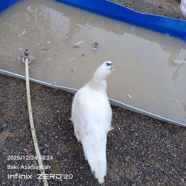 mirvari ordək: Erkək, | Lal ördək, Damazlıq — 2