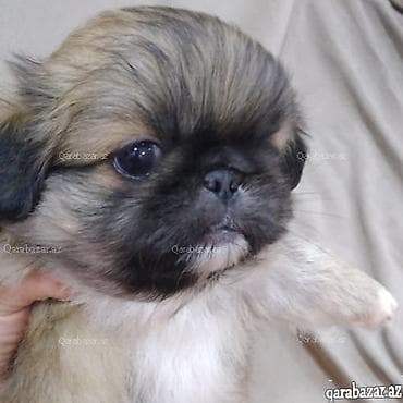 pekines gence: Pekines — 1