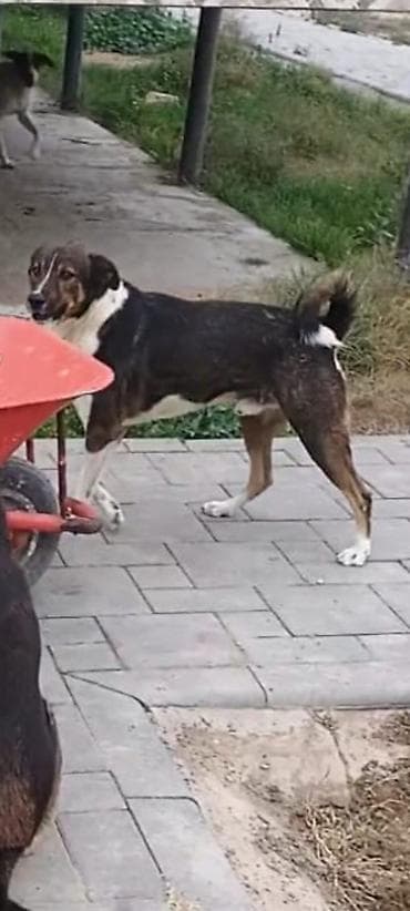 avcarka balasi satilir: Erkek — 5