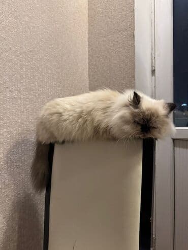 menks cinsi pişik: Fars, Dişi, Yaxşı əllərə, Ünvandan götürmə — 7