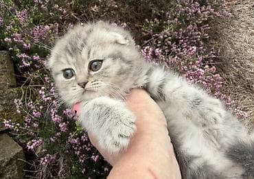 scottish fold: Şotland yastı qulaq — 8