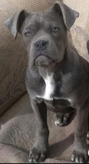 heyvalar: Kane-Korso, 6 ay, Erkek, Peyvəndli — 1