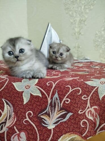 шотландские вислоухие коты: Şotland yastı qulaq — 4