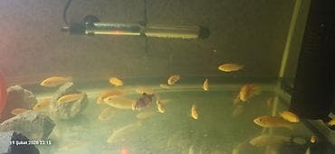 Pişiklər: Cixlid balığı, Yırtıcı, Pulsuz çatdırılma — 4