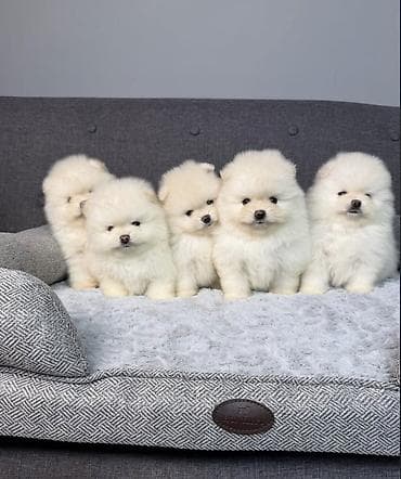 pomeranian spitz baku: Şpitz, 2 ay, Ünvandan götürmə — 1