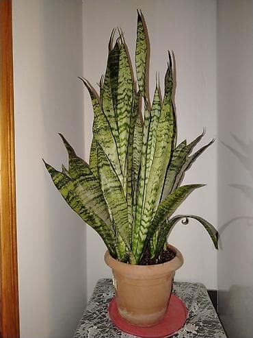 Sansevieria (Qayın dili) – dekorativ otaq bitkisi - Növ: Sansevieria