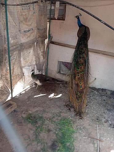 qara baş quşlar: Məhsul: Hind tovusu (tovus quşları) Təsvir: - Saxlanılan növ: Mavi — 7