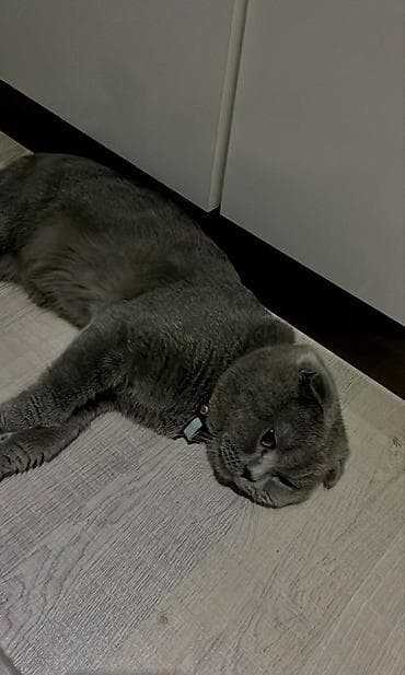 отдам в добрые руки баку: Шотладская вислоухая, Самец, В добрые руки, Платная доставка — 2