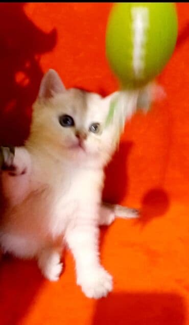 Britan, Erkək, Yaxşı əllərə, Ünvandan götürmə