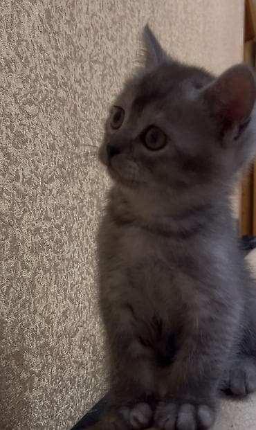 pişim: Boz tüklü, qısa tüklü balaca pişik balası. - Rəng: tüstü-boz, zolaqlı — 2