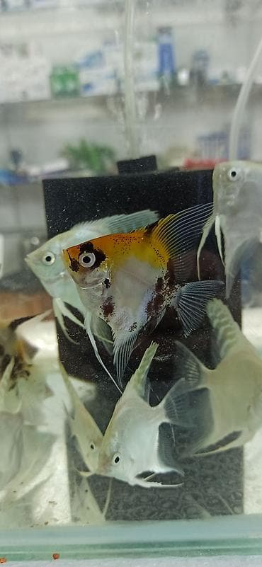 pişik qara: Mələk balığı (skalyari), Sülhsevər — 2