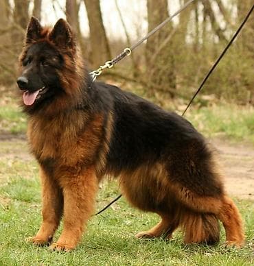 coban itləri: Alman çoban iti, 10 ay, Erkek — 2