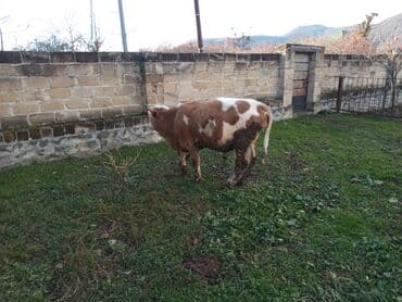 Mal-qara: Salam alekum. smental danadi. 8 ayliqdi — 4