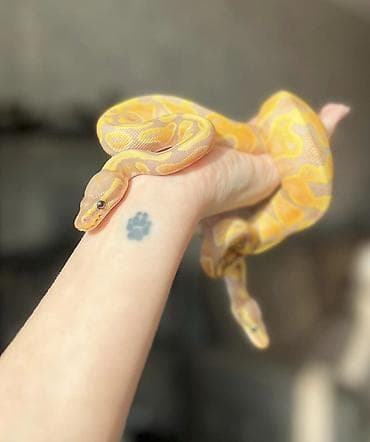 şamo beçə: Предлагаю к продаже здоровых и активных детёнышей королевских питонов — 1