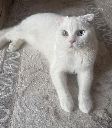 cutlesdirmek ucun pisik: Erkək, Cütləşmə üçün — 1