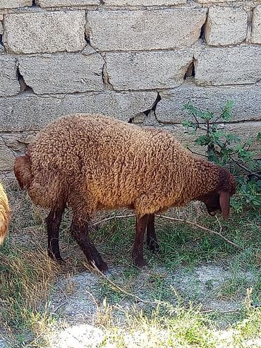 qoyunlar: Qoyun – yerli cins, tünd-qəhvəyi yunlu - Növ: qoyun (qəhvəyi yunlu — 1