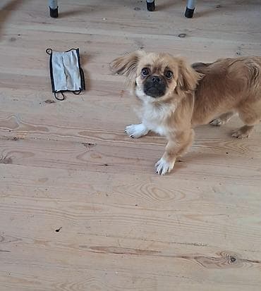 şpits itleri: Pekines, 4 ay, Dişi, Peyvəndli — 1