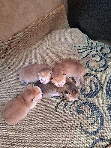 İtlər: Britan, Yaxşı əllərə, Ünvandan götürmə — 3