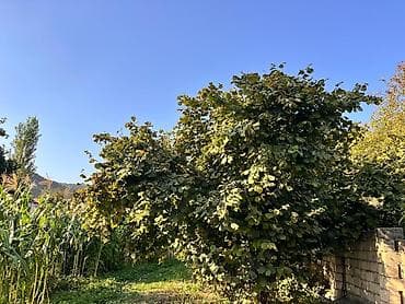 mingecevirde torpaq satisi: Torpaq sahəsi İsmayilli Rayonu Buynuz kəndində yerləşir. 10 sot — 1