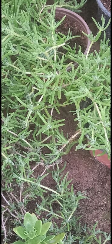 günəbaxan haqqinda məlumat: Məhsul: Dekorativ gül (sukkulent tipli, asma/sürünən) Təsvir: - — 2