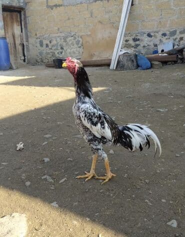 Gəmiricilər: 8 ayna keçibdi real almax isdiyən problayıb ala bilər — 1